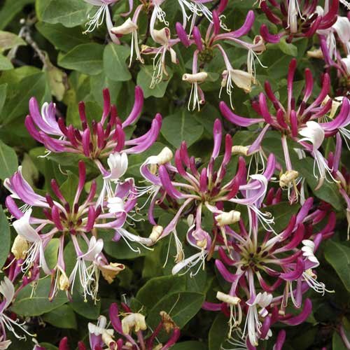 Лоницера Fragrant Cloud PBR, С2 артикул фото 1 Лоницера Fragrant Cloud PBR, С2 изображение 1 артикул 8230