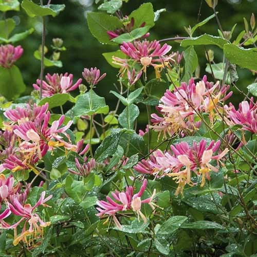 Лоницера Goldflame, С2 артикул фото 1 Лоницера Goldflame, С2 изображение 1 артикул 8231