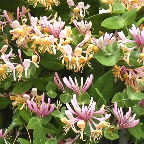 Лоницера Inga, С2 артикул фото 1 Лоницера Inga, С2 изображение 1 артикул 8228