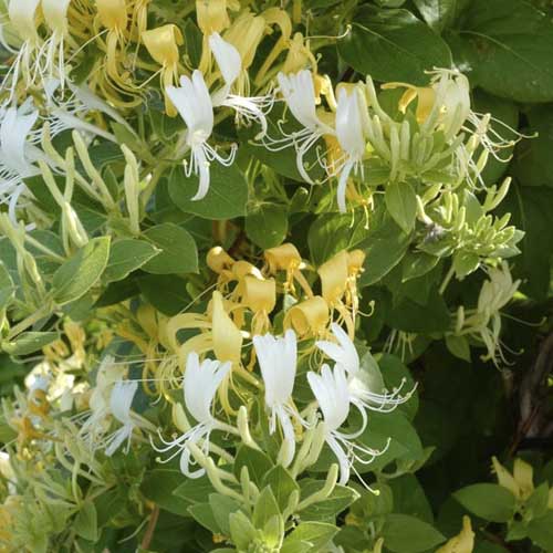 Lonicera japonica Kogel-mogel, С2 артикул фото 1 Lonicera japonica Kogel-mogel, С2 изображение 1 артикул 8229