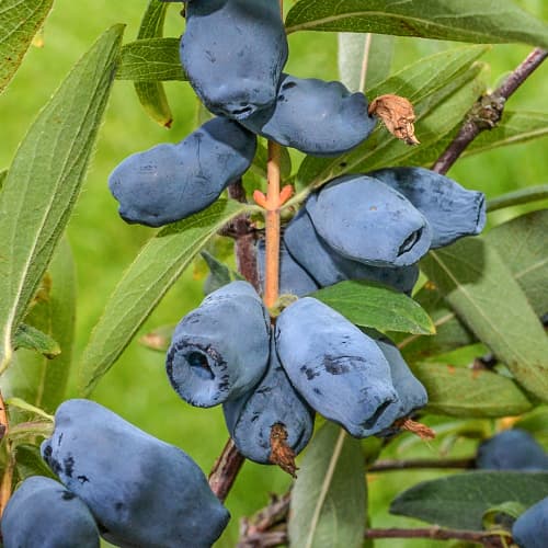 Лоницера (ядлива) Honeybee, P9 изображение 1 артикул 1586