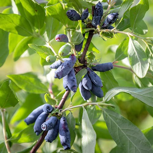 Лоницера (ядлива) Morena изображение 1 артикул 9308