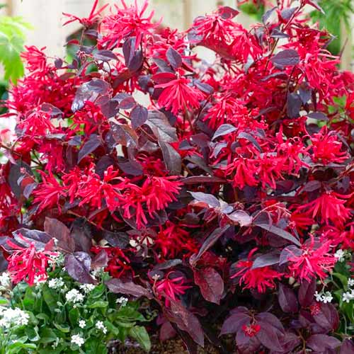 Лоропетум Fire Dance изображение 1 артикул 5613