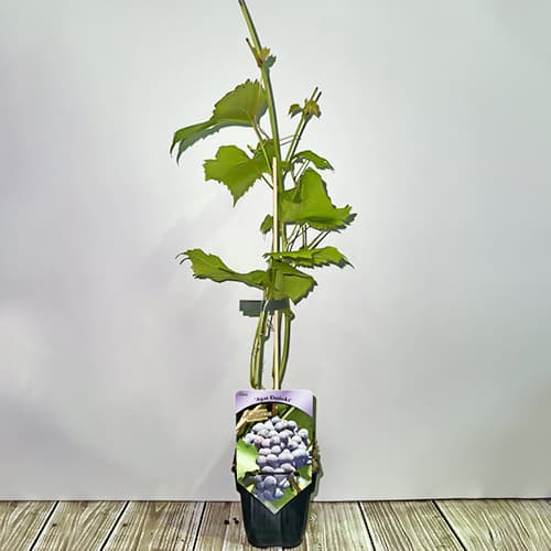 Лоза Agat Donski, Р9 изображение 2 артикул 6948