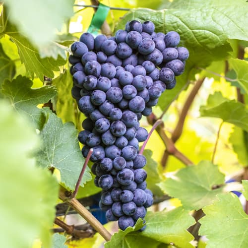 Лоза Alden изображение 1 артикул 6957