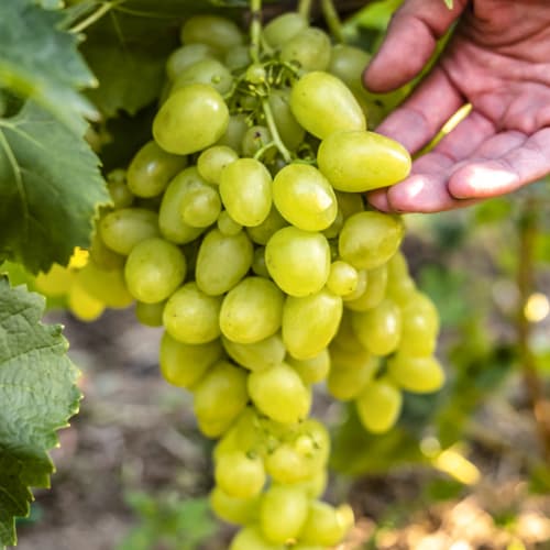 Лоза Arkadia, Р9 артикул фото 1 Лоза Arkadia, Р9 изображение 1 артикул 7303