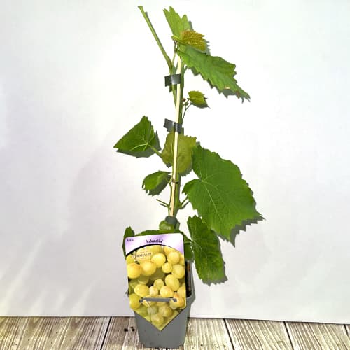 Лоза Arkadia, Р9 артикул фото 2 Лоза Arkadia, Р9 изображение 2 артикул 7303