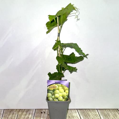 Лоза Bianca, Р9 изображение 2 артикул 7334