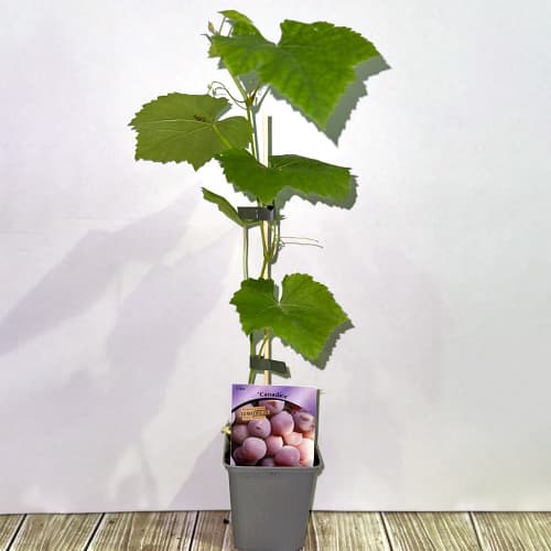 Лоза Canadice, Р9 артикул фото 2 Лоза Canadice, Р9 изображение 2 артикул 5639