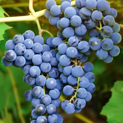 Лоза Cascade, Р9 изображение 1 артикул 7374