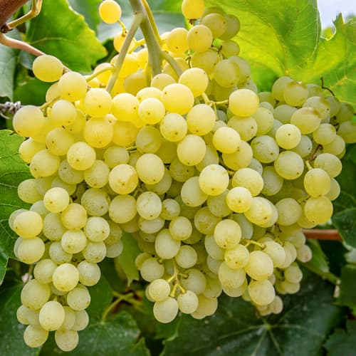 Лоза Iza Zaliwska артикул фото 1 Лоза Iza Zaliwska изображение 1 артикул 5563