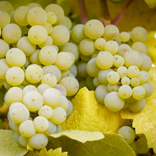 Лоза Lilla, Р9 изображение 1 артикул 5569