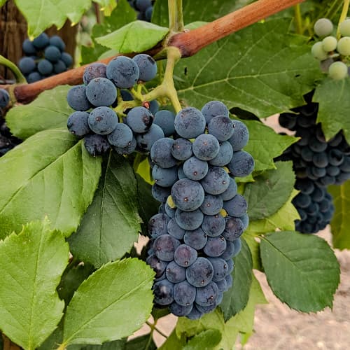 Лоза Marechal Foch артикул фото 1 Лоза Marechal Foch изображение 1 артикул 6949