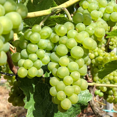 Лоза Perła Zalii артикул фото 1 Лоза Perła Zalii изображение 1 артикул 5564