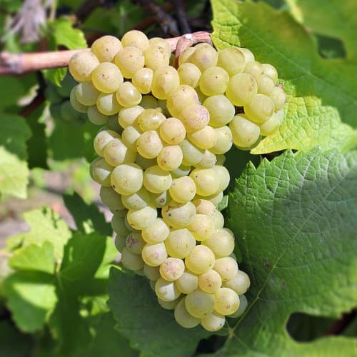 Лоза Pinot Blanc, Р9 изображение 1 артикул 4895