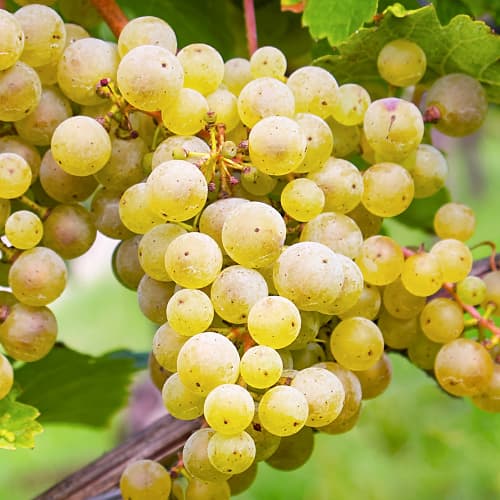 Лоза Seyval Blanc, P9 изображение 1 артикул 7343