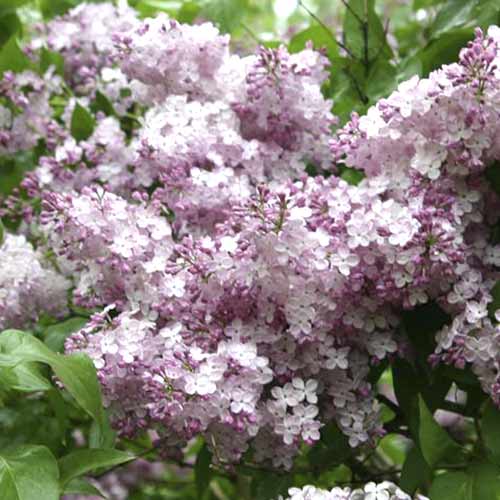 Люляк Hortensja изображение 1 артикул 4809