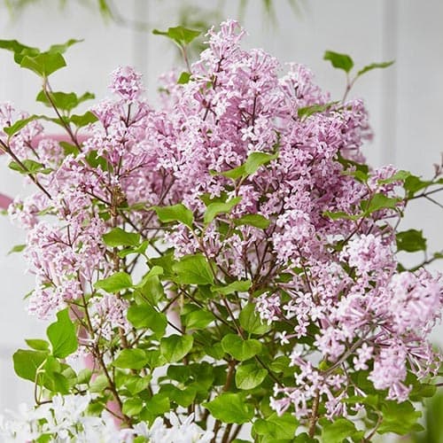 Люляк Josee изображение 1 артикул 76703