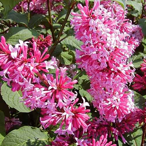 Люляк Miss Canada изображение 1 артикул 4806