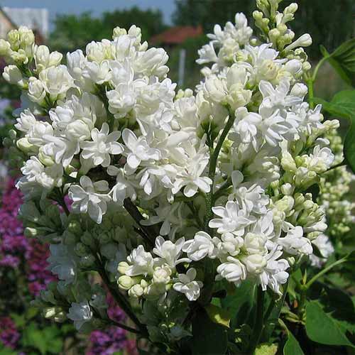 Люляк Mme Lemoine изображение 1 артикул 4808