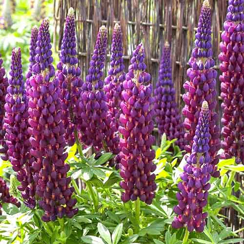 Лупина Purple изображение 1 артикул 70440