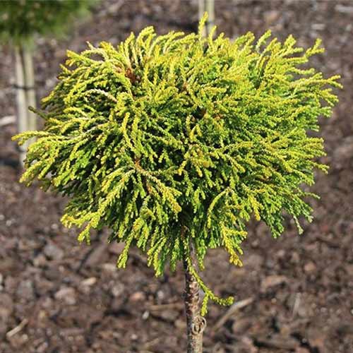 Лъжекипарис Gitte, C4 изображение 1 артикул 8244