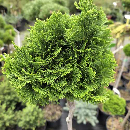 Лъжекипарис Nana Gracilis, C4 изображение 1 артикул 8245