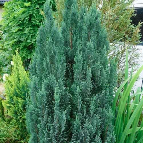 Лъжекипарис Van Pelts Blue изображение 1 артикул 9692