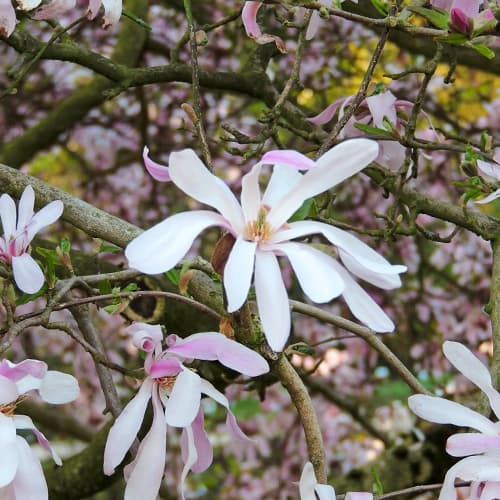 Magnolia Leonard Messel, С2 изображение 1 артикул 7788