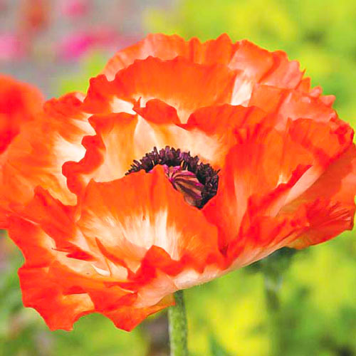 Мак Place Pigalle изображение 1 артикул 70473