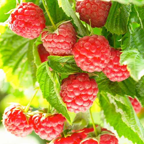 Малина Autumn First артикул фото 1 Малина Autumn First изображение 1 артикул 5836