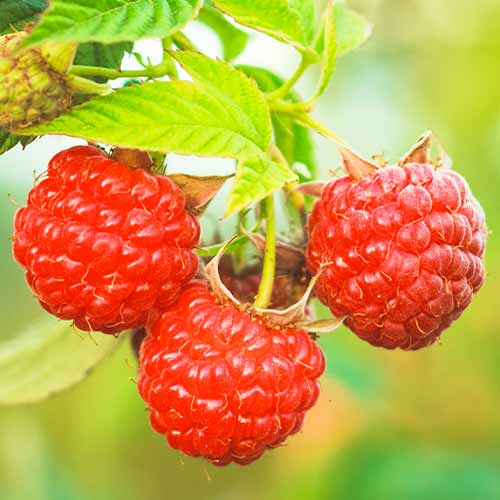 Малина Dorman Red изображение 1 артикул 5838