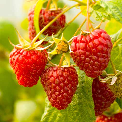 Малина Gigant Red, Р9 изображение 1 артикул 7536