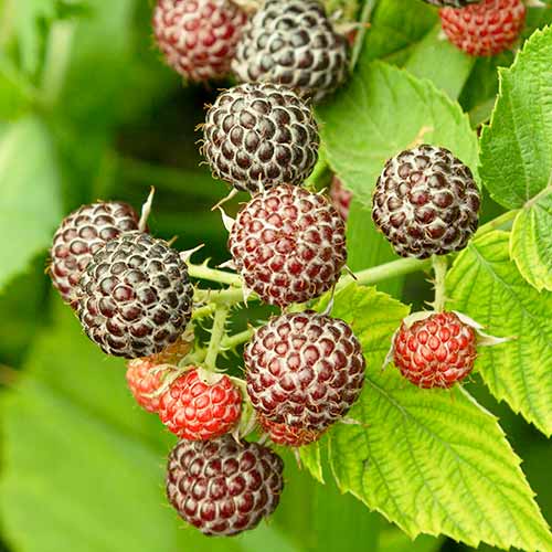 Малина Glen Coe изображение 1 артикул 7548