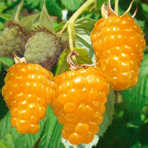 Малина Gold изображение 1 артикул 7556