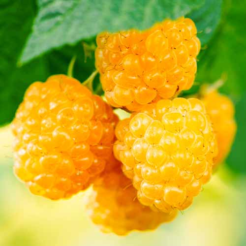 Малина Golden Everest, Р9 артикул фото 1 Малина Golden Everest, Р9 изображение 1 артикул 5840