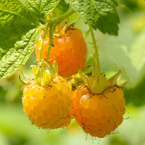 Малина Golden Queen, Р9 изображение 1 артикул 7608