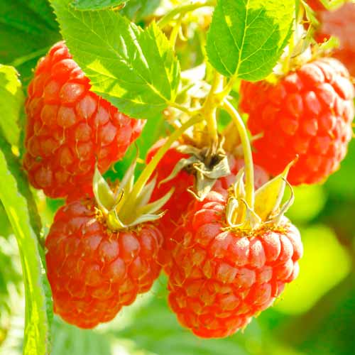 Малина Heritage, Р9 изображение 1 артикул 7616