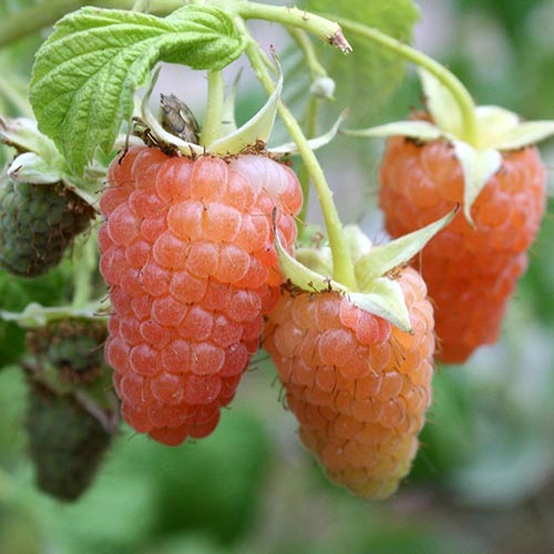 Малина Orange Giant артикул фото 1 Малина Orange Giant изображение 1 артикул 7528