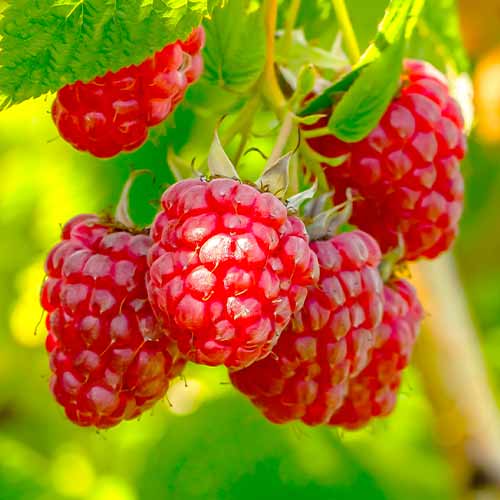 Малина Polka, Р9 изображение 1 артикул 7545