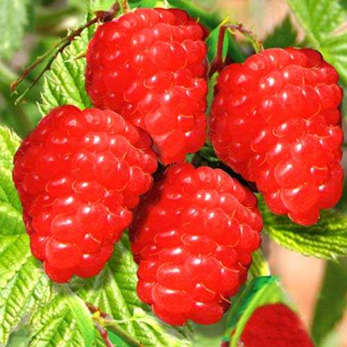 Малина Red артикул фото 1 Малина Red изображение 1 артикул 7557