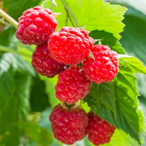 Малина Sugana, Р9 изображение 1 артикул 8036