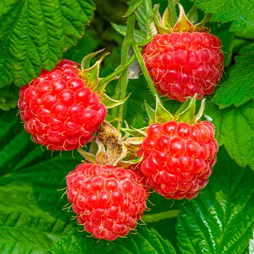 Малина Willamette изображение 1 артикул 7617