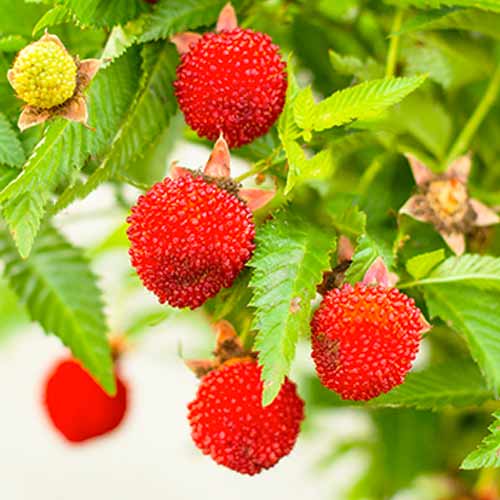 Малиноягода изображение 1 артикул 9602