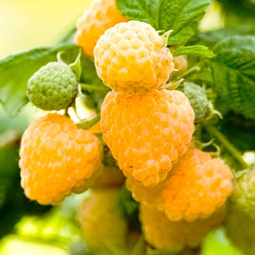 Малина Yellow Gigant, Р9 изображение 1 артикул 7535