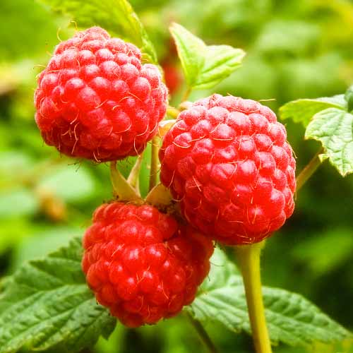 Малина Zewa, P9 изображение 1 артикул 1591