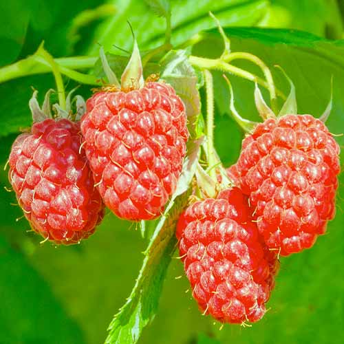 Малинокъпина Loganberry, Р9 изображение 1 артикул 7509