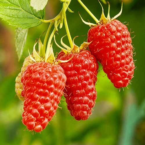 Малинокъпина Tayberry Medana, Р9 изображение 1 артикул 7510