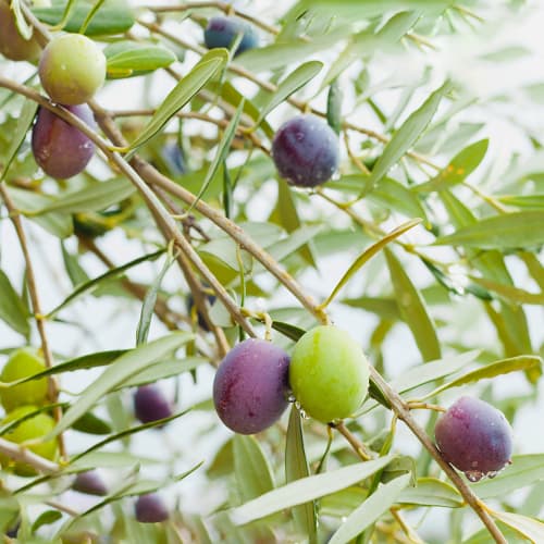 Маслина дърво Amfisis, C2 изображение 1 артикул 9679