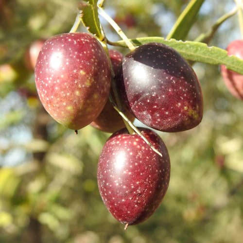 Маслина дърво Carolea, C2 артикул фото 1 Маслина дърво Carolea, C2 изображение 1 артикул 9680